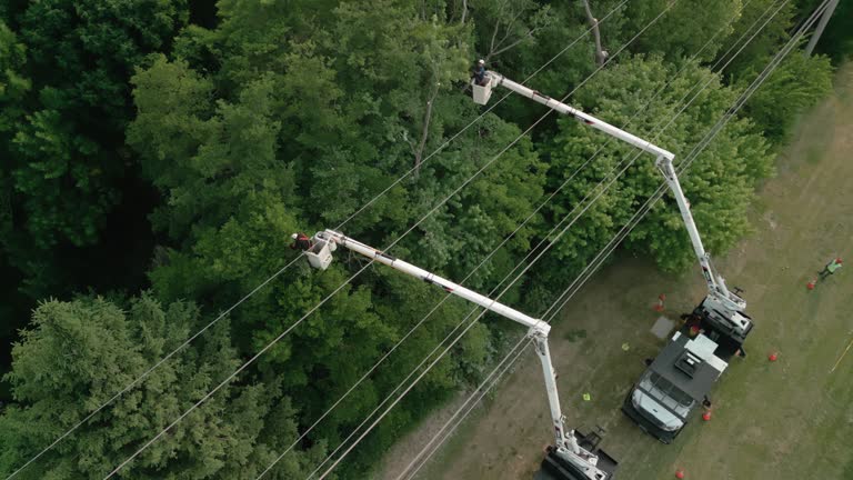 Best Root Management and Removal  in Prosser, WA