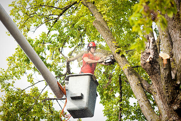 Best Tree Risk Assessment  in Prosser, WA